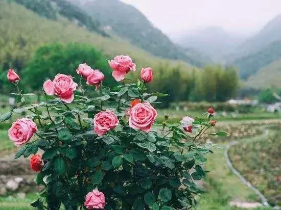 Tianzhu Huaxi Vally B&B