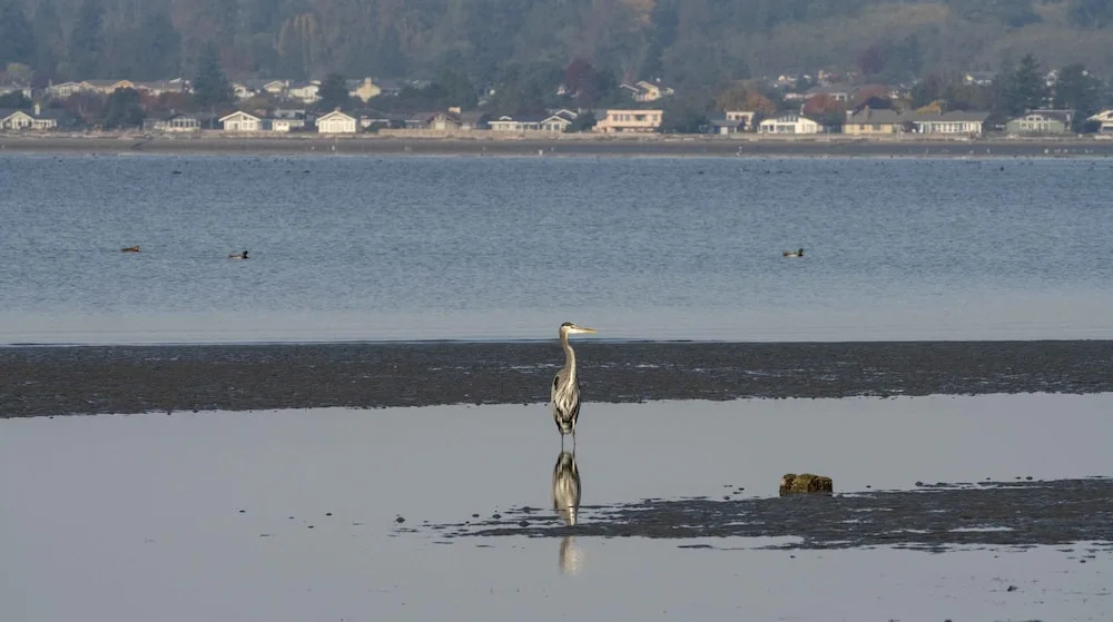 Raintrees Sandcastle, Birch Bay