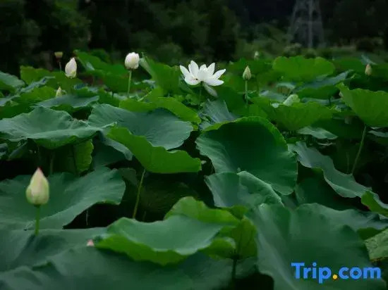 Trip.com Group Country Retreats (Zhang Jiajie Manson Joint Resort）