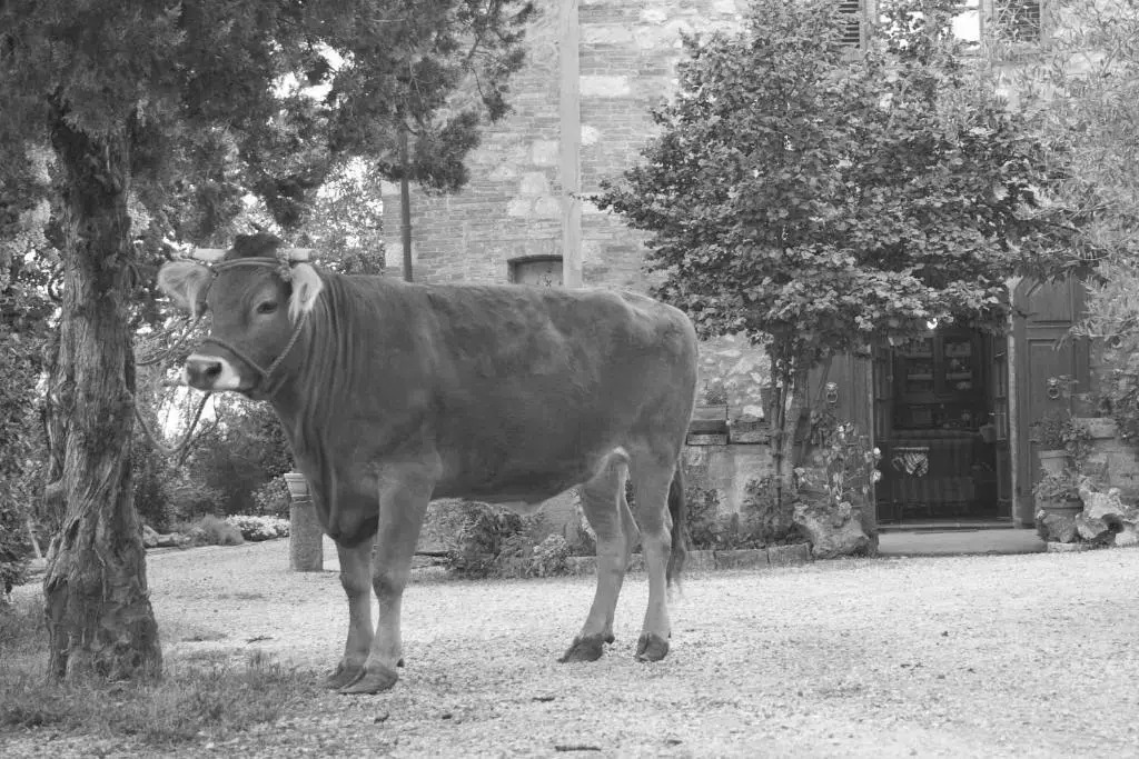 Agriturismo Cognanello