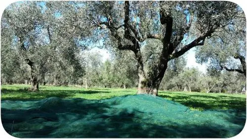La Fattoria Barbini B&B