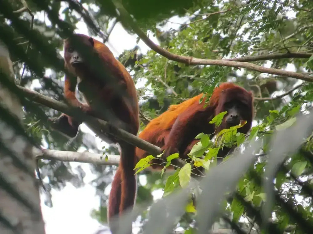 Oropendola Expeditions