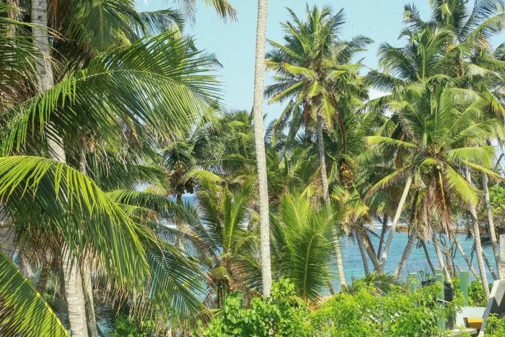 Coconut Hill Homestay
