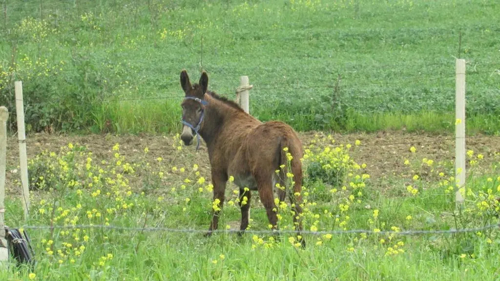 Agriturismo Capuano