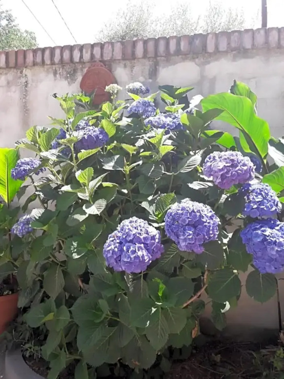ALuara