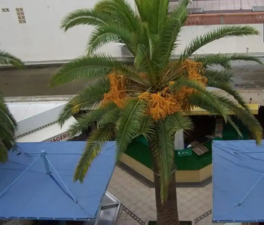 Studio in Valras-plage, With Wonderful City View and Furnished Garden