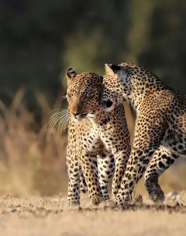 Mopani Safari Lodge