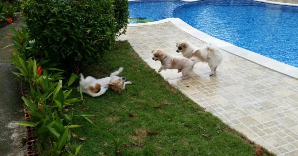Sunset Hill Resort Phú Quốc