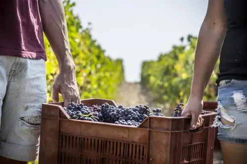 Fattoria di Magliano Winery