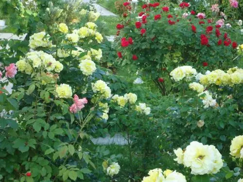 Hotel Garni Eden