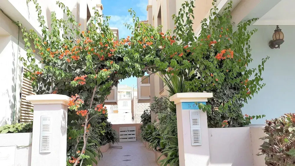 Oasis Palmeira