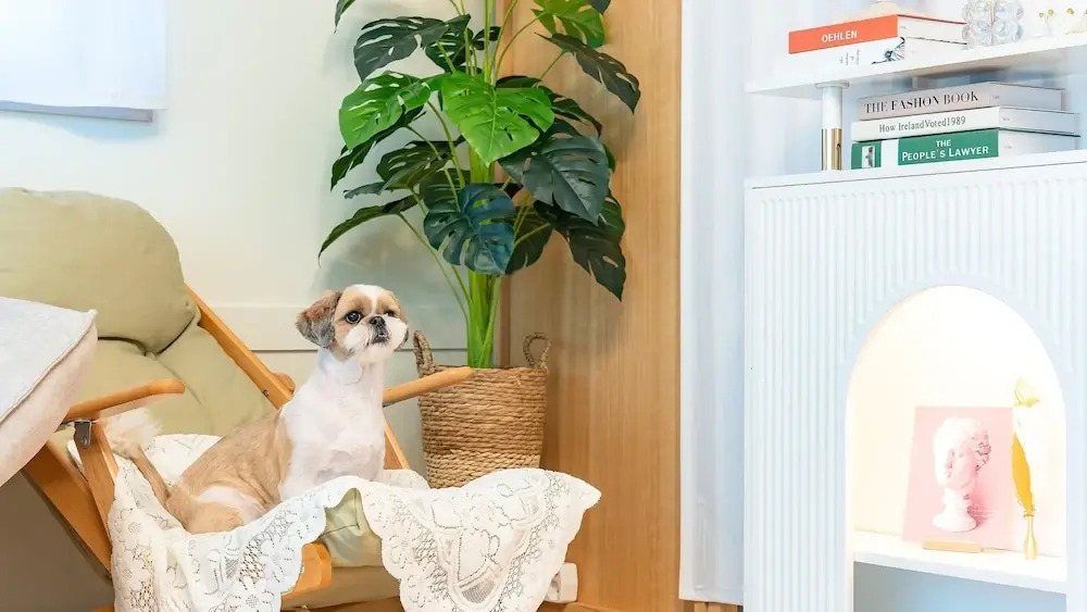 Taean WithDog Aegyeonspa Poolvilla