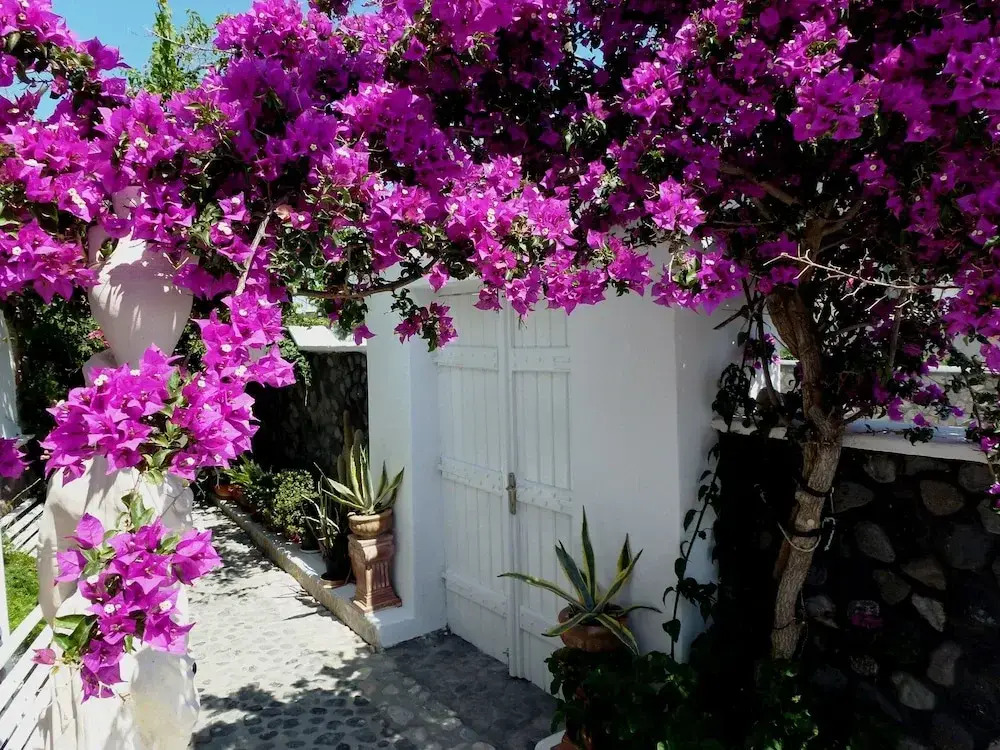 Bougainvillea Suites