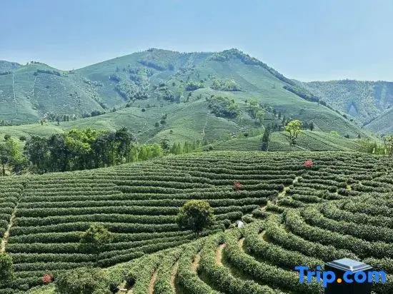 Yunqinyao Mountain White Tea Valley Holiday Villa
