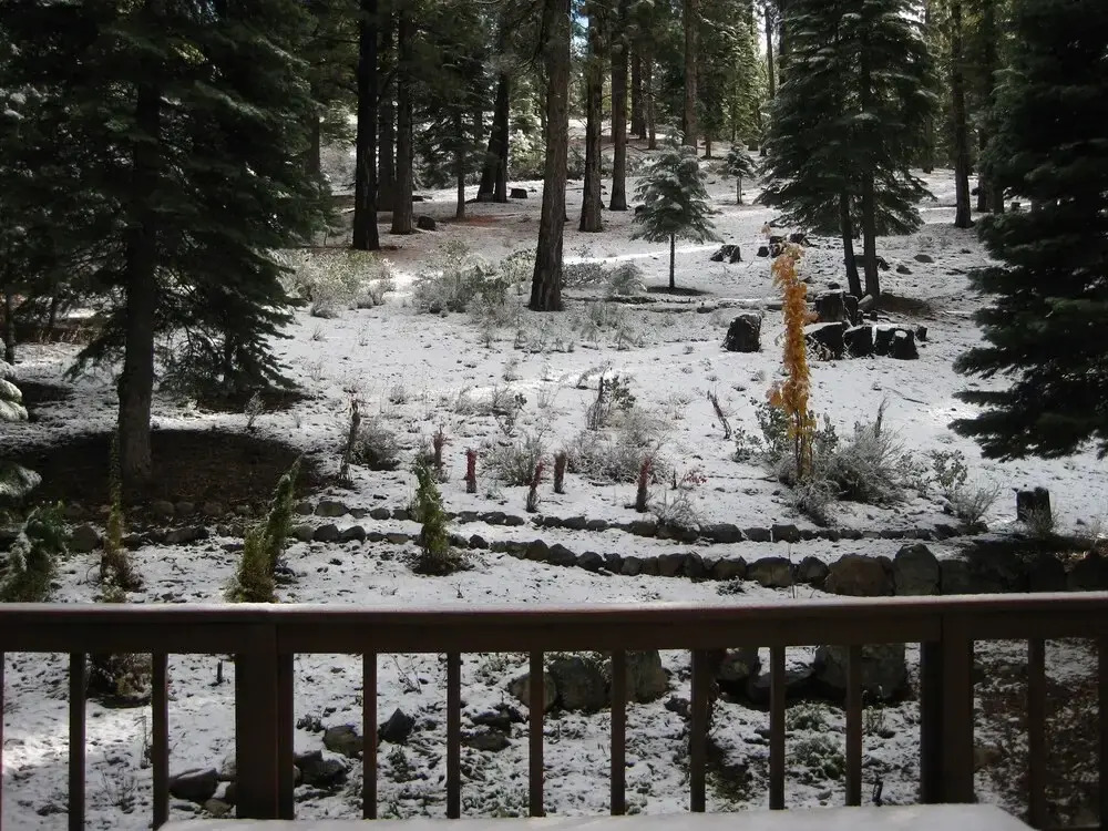 731 Conifer
