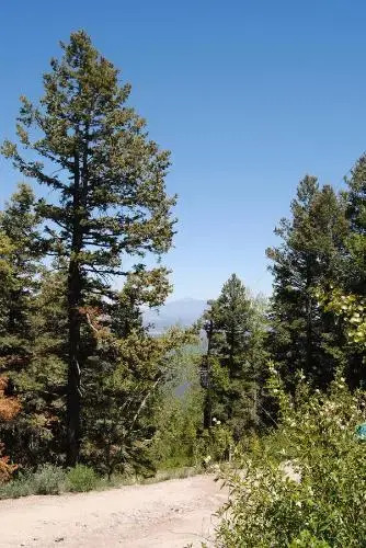 The Big Bear House