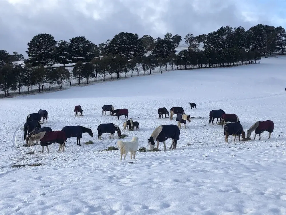 High Country Trail Rides & Farm Stay