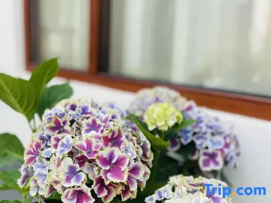 Jinglu Homestay