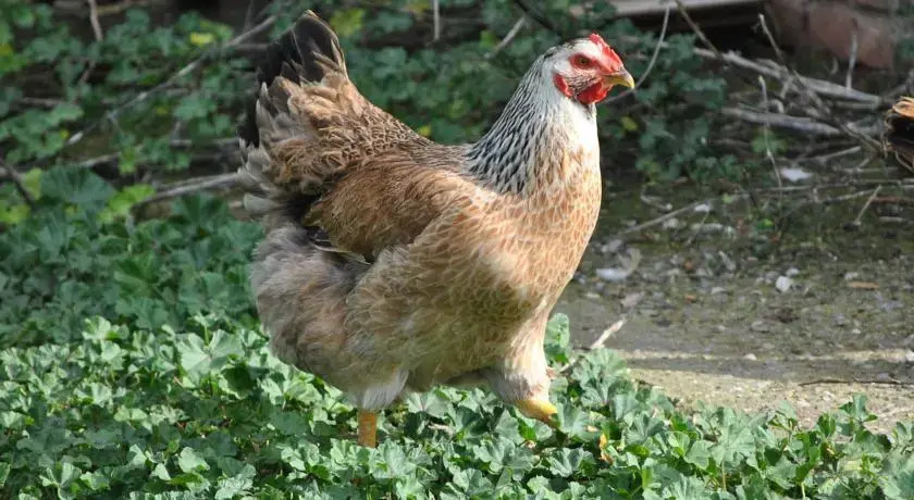 Agriturismo Tre Cerri