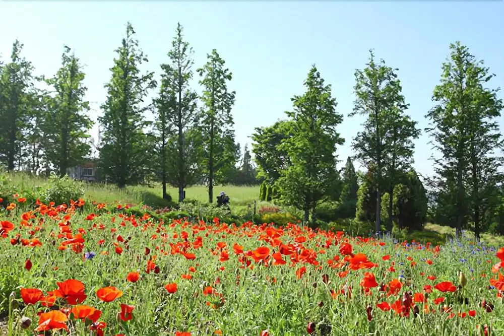 Taean Golden Chive Pension