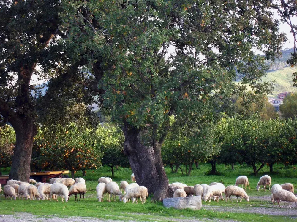 Barone GR Macrì Agriturismo Modi