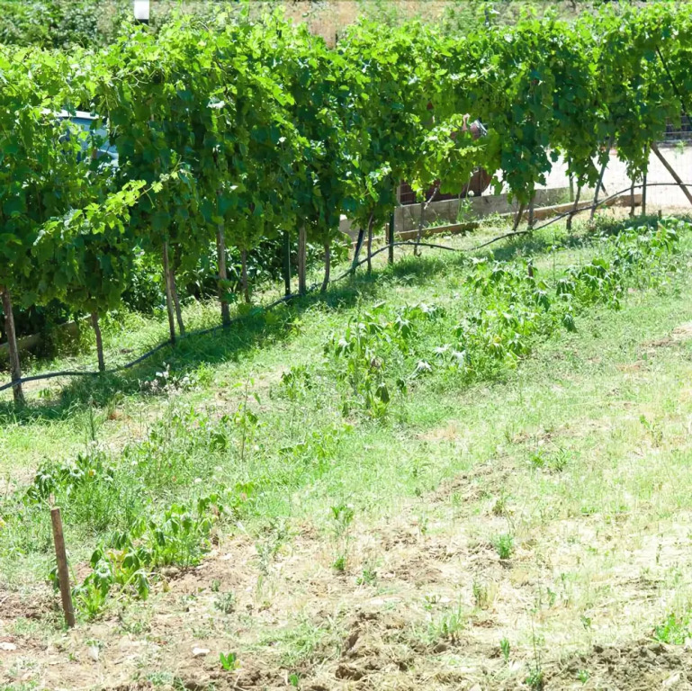 Montegusto