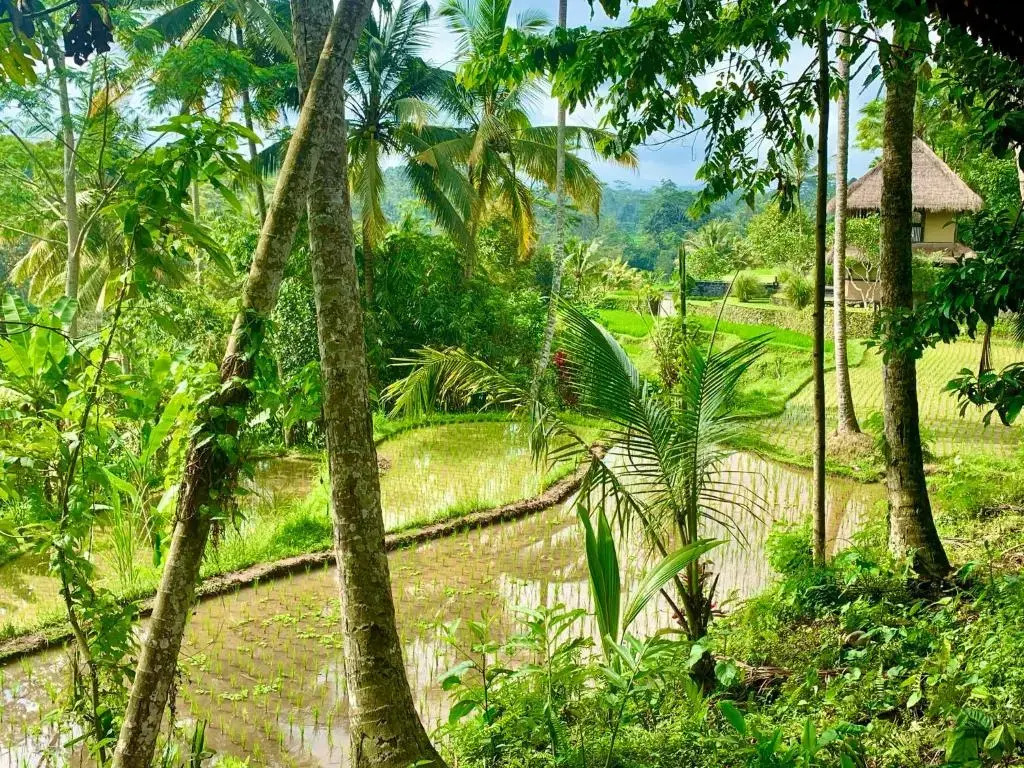 Masakali Retreat