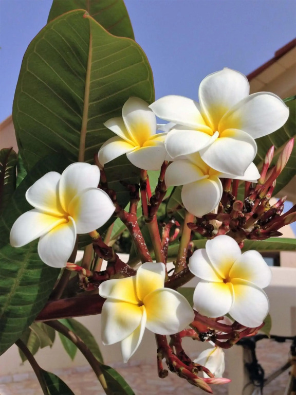 Turquesa 3 Fuerteventura