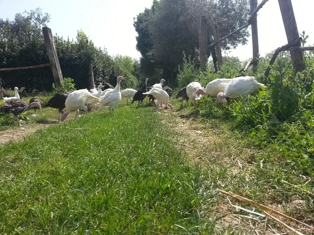 BioAgriturismo Santa Felicita