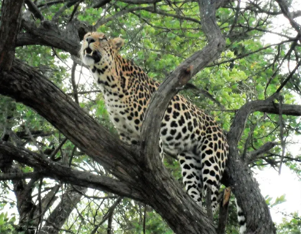 Lowveld Escape