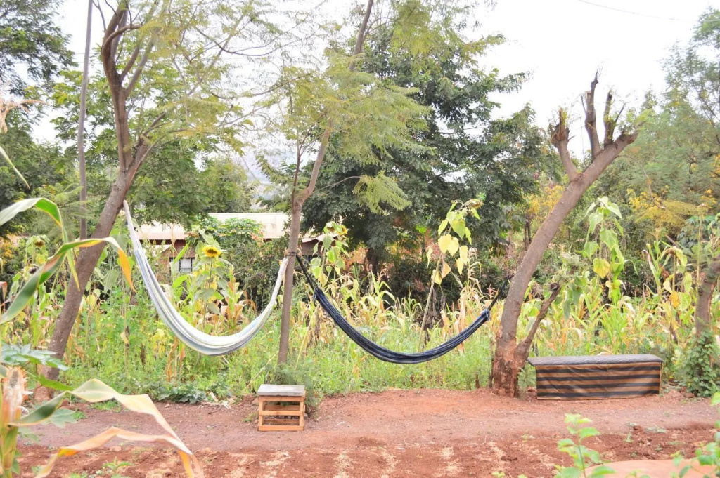 African wagtail hostel