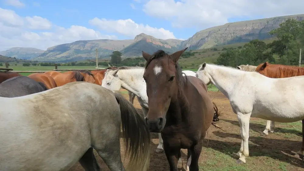 Verlorenkloof Estate