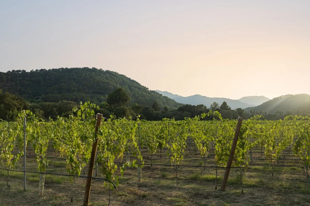 Rondaia Boutique Vineyard Stay – Mallorca, Tramuntana