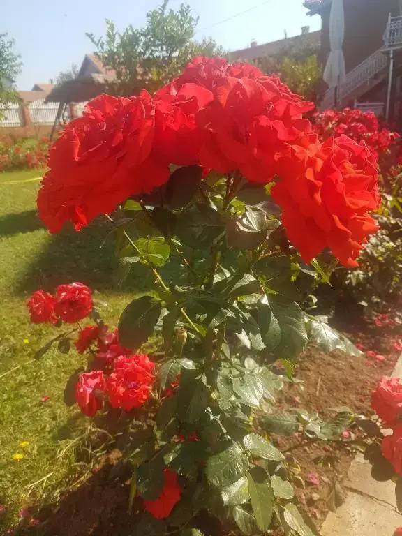 Guest House Rose
