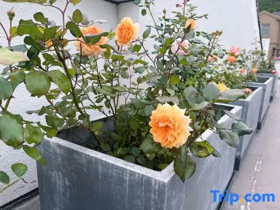 Shenbei Flower Garden Light Luxury Flower Homestay