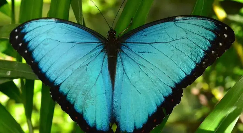 Hostería Mariposas de Mindo