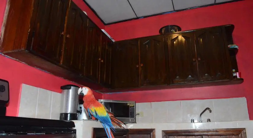 Hostal Guacamayos