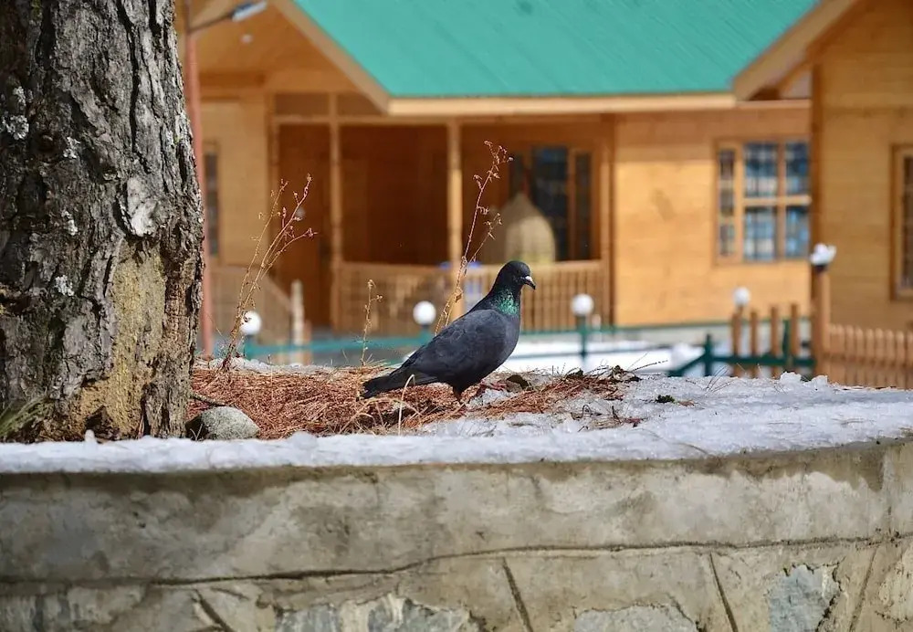 Dawat-e-Drung by FrozenFall Resort