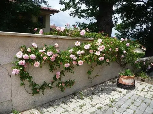 Les Hauts de Saint Galmier
