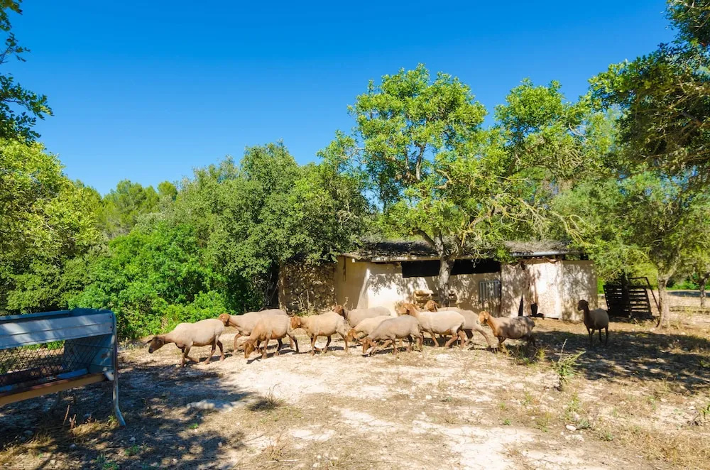 S Aresta Den Rumbet in Algaida
