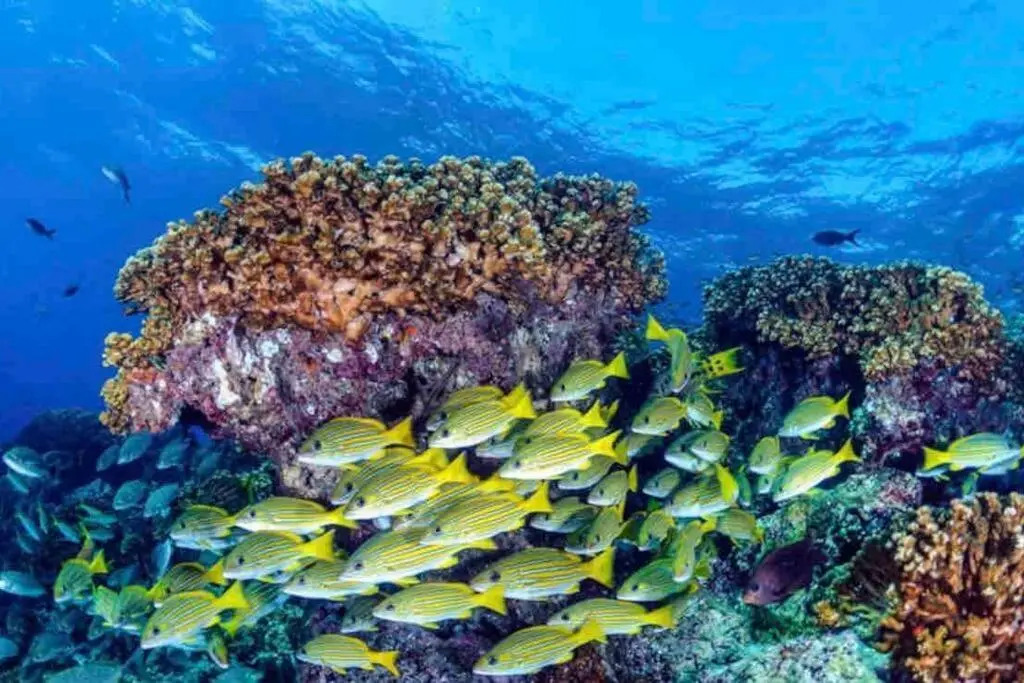 Great Reef House - Casa Gran Arrecife