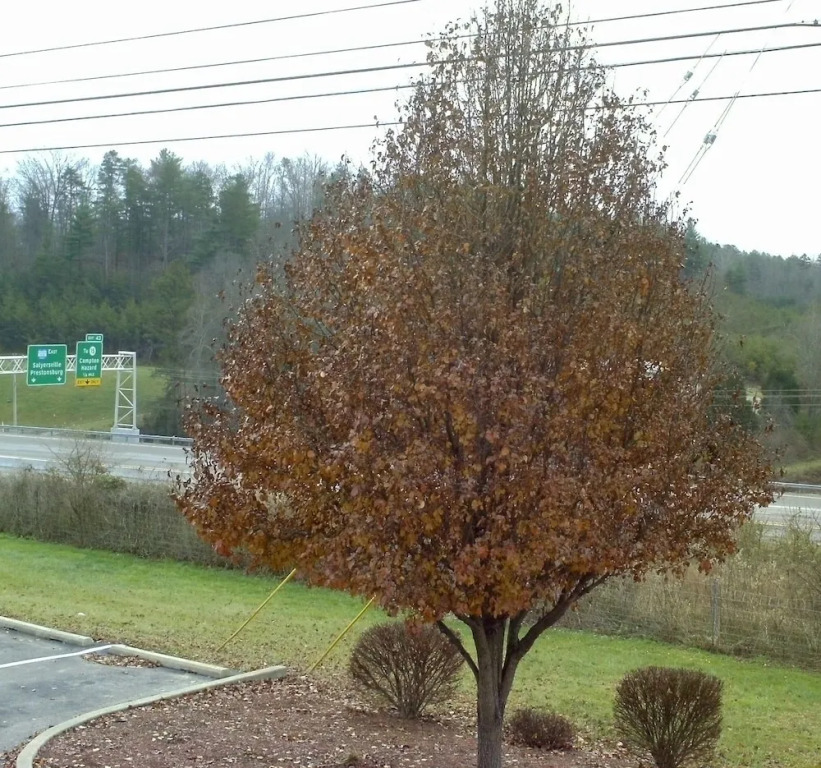 Campton Parkway Inn