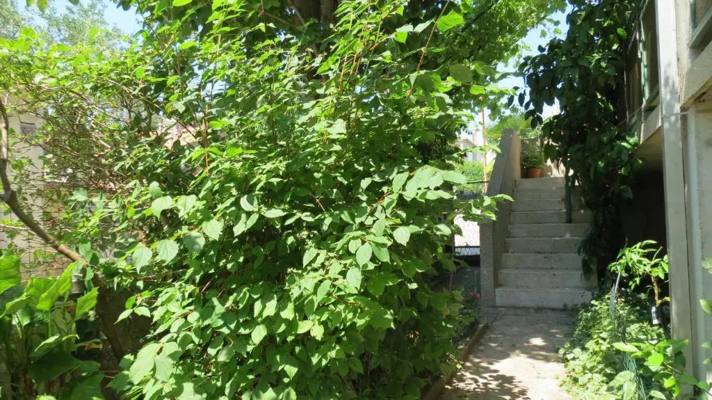 Apartments Marko