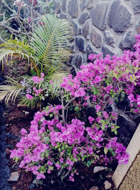 Ivy Orchids Villa - Lonavala