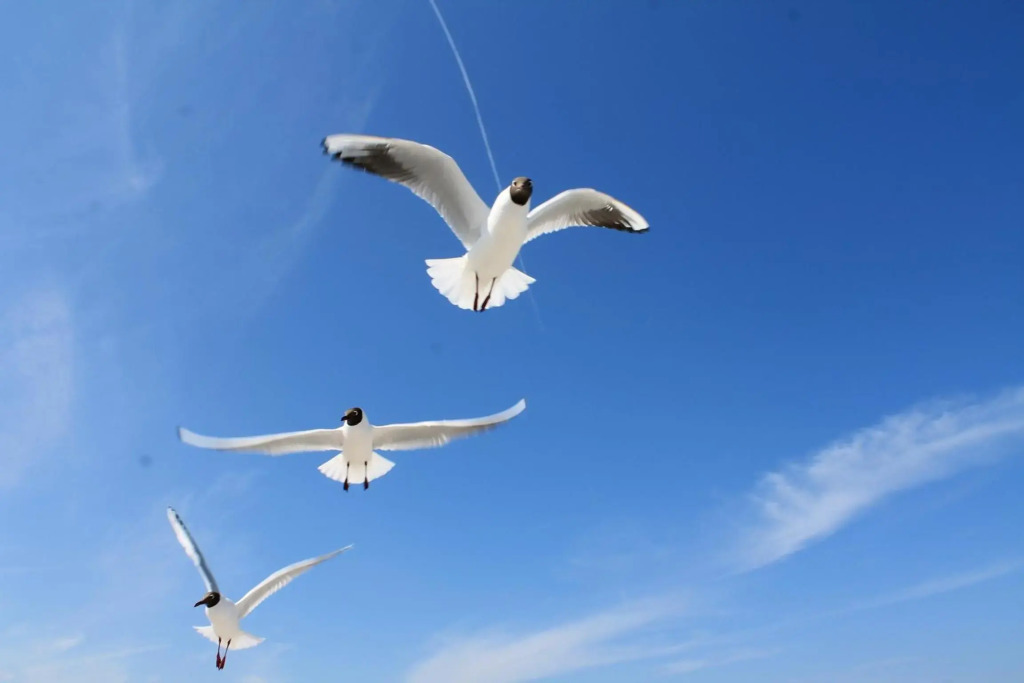 Strandmöwe 2