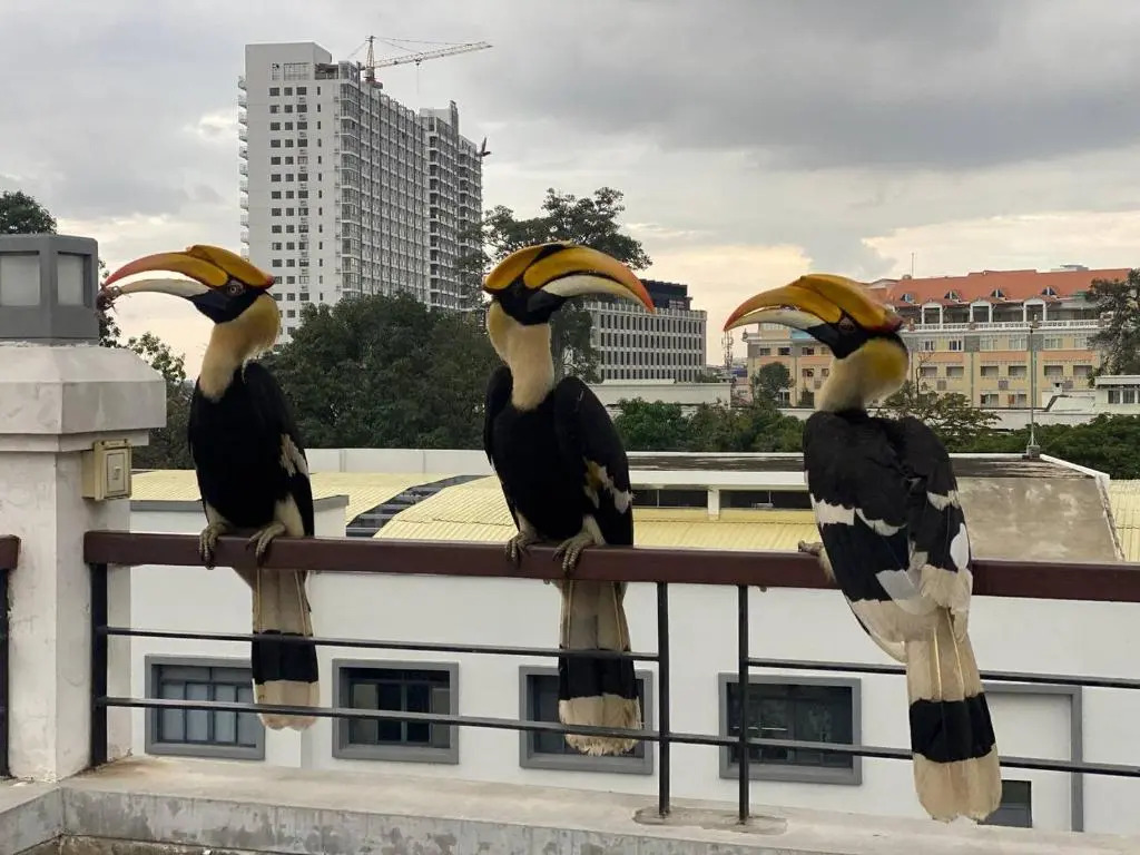 Pooltop Phnom Penh