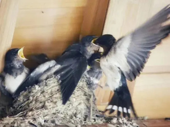 Yanshe Inn