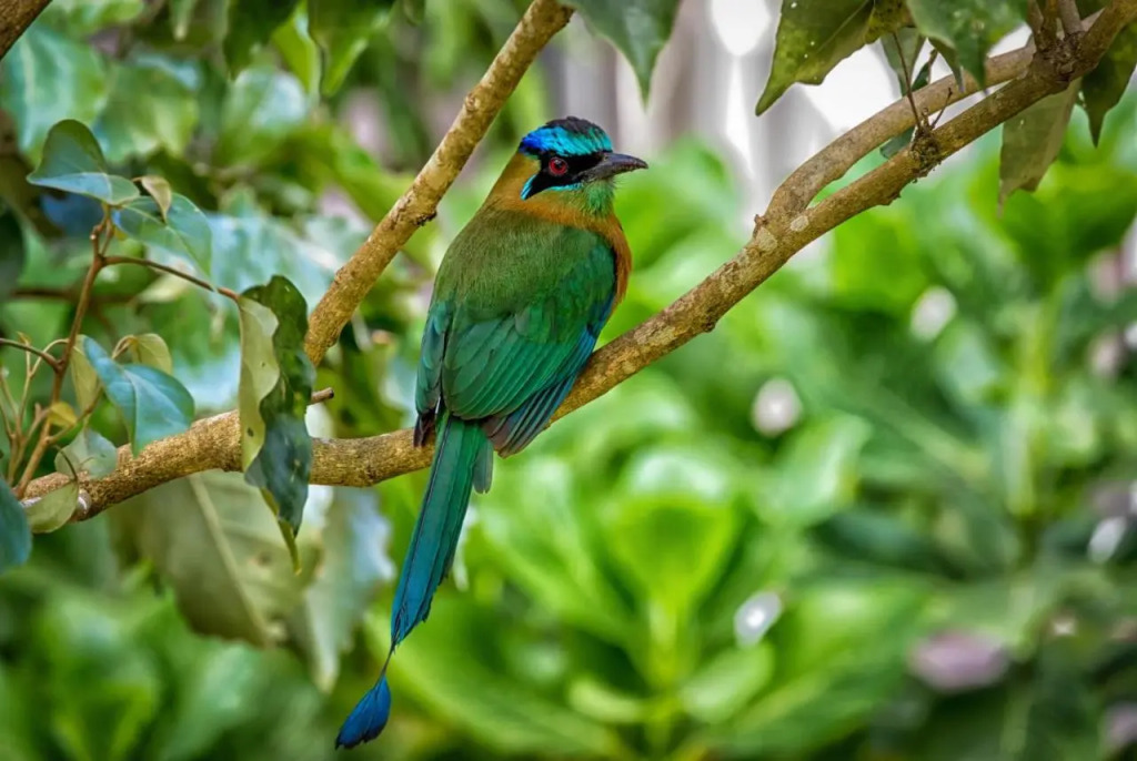 Senda Monteverde Hotel Member of the Cayuga Collection