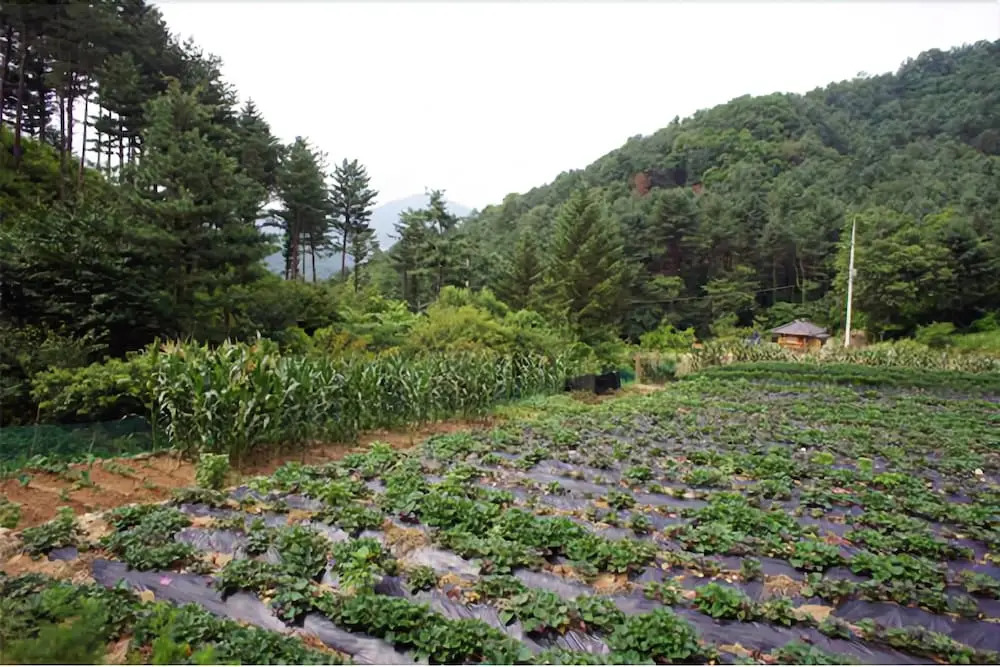 Yangpyeong Love Pension