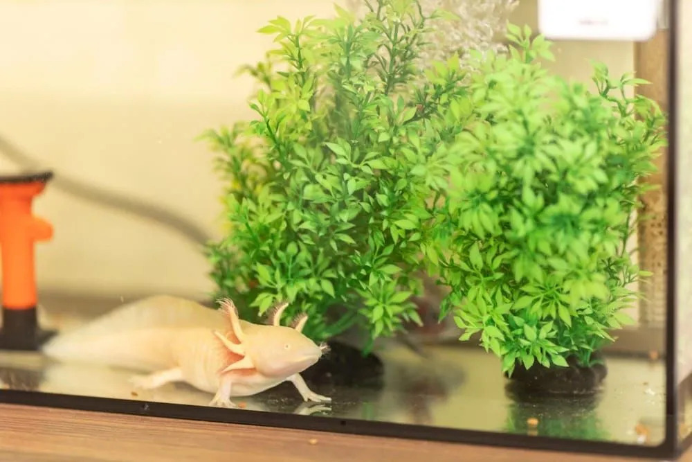kamekamehouse